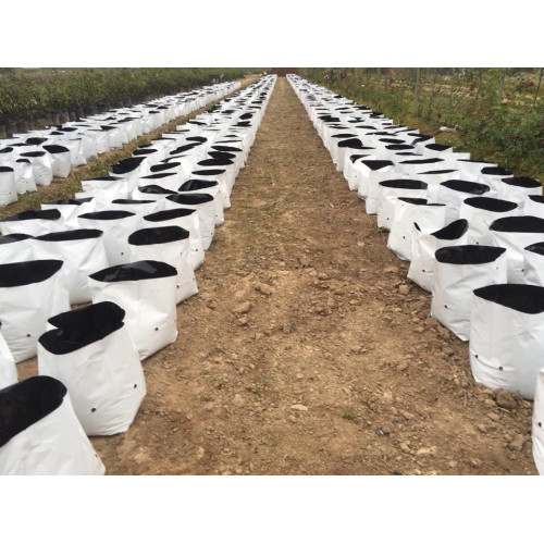 Túi  bầu 18 x 36  trong nông nghiệp