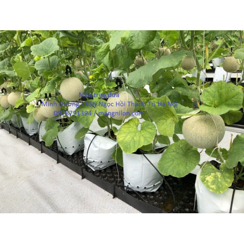 Sợi se, túi bầu, móc treo, kẹp thân dưa 