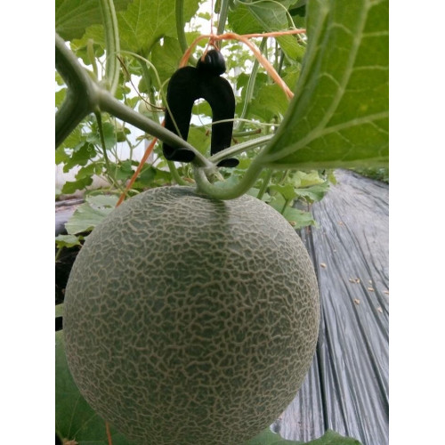 Móc treo quả lực kéo 40kg nông nghiệp