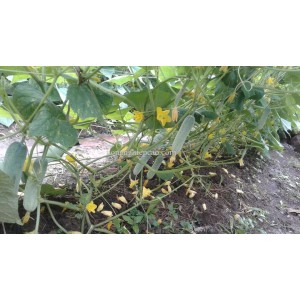 Lưới cước đặc làm giàn 18cm x 7H