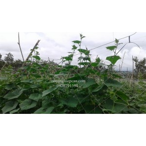 Lưới PE làm giàn 20 cm  x 10H