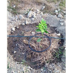 Dây nhỏ giọt quấn quanh gốc