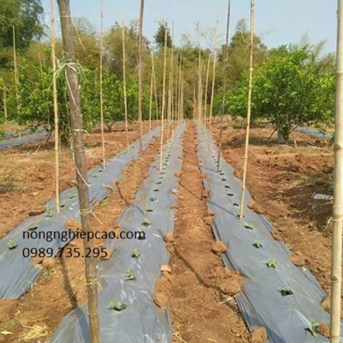Màng phủ luống nông nghiệp